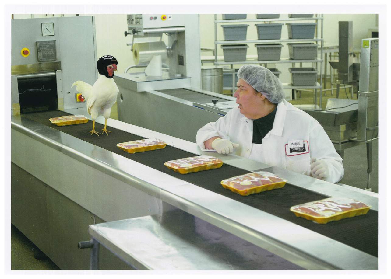 Chicken On Conveyor Belt Birthday Card