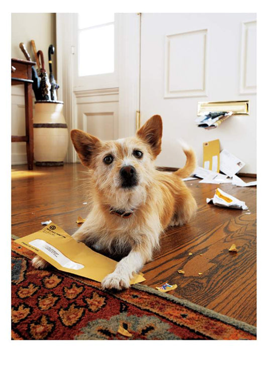 Dog Envelope Birthday Card