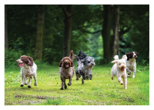 Dogs Running Birthday Card