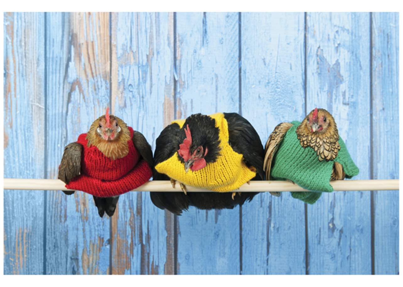 Chickens Sweaters Birthday Card