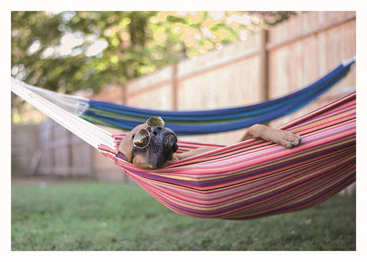 Dog In Hammock Birthday Card