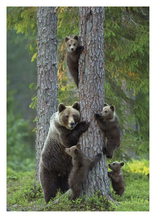 Bear Family Birthday Card
