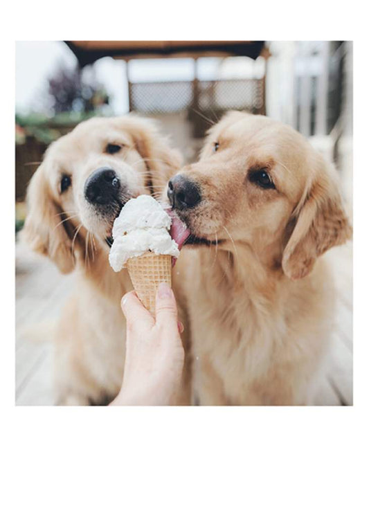 Dogs Days of Summer Birthday Card