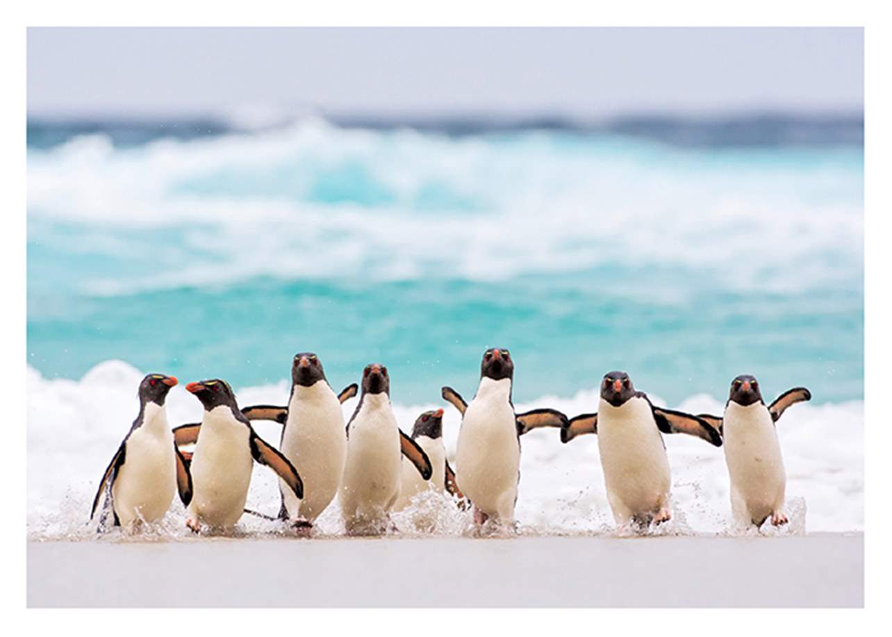 Penguins On Beach Birthday Card