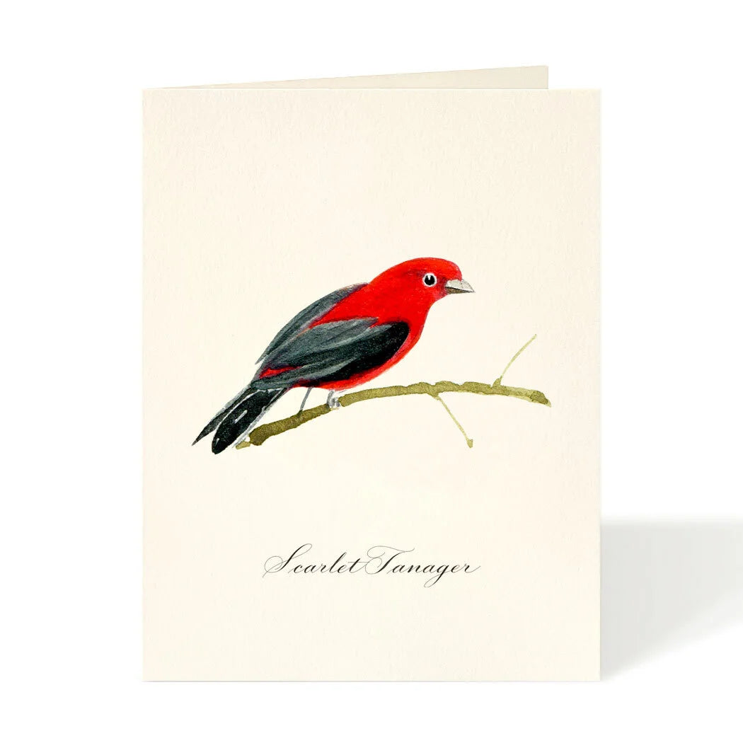 Scarlet Tanager Card